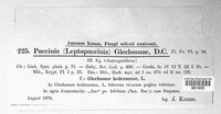 Puccinia glechomatis image